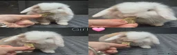 Mini Lop rabbits for sale: Mini lop Rabbit  - Advert 2