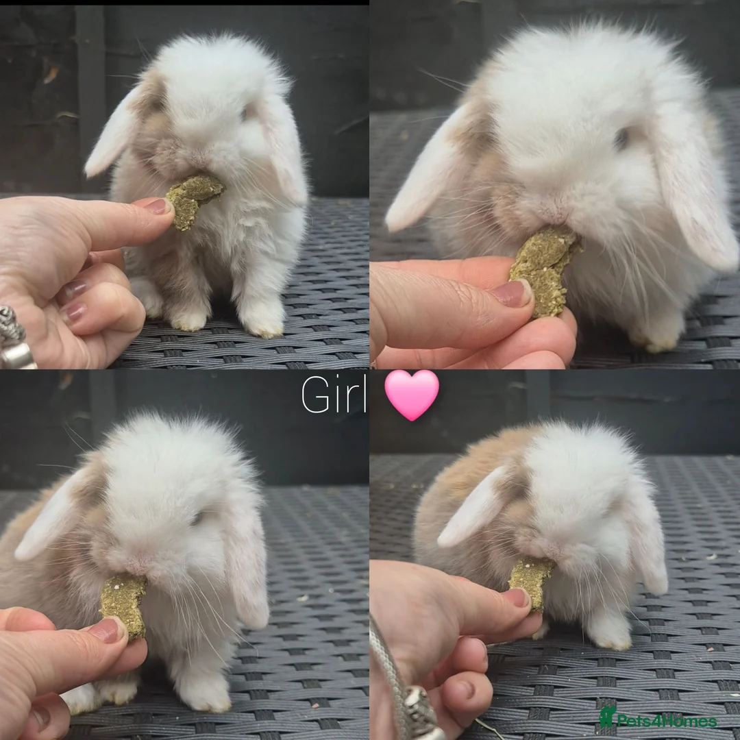 Mini Lop rabbits for sale: Mini lop Rabbit  - Advert 2