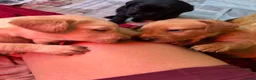 Labrador Retriever dogs for sale: Stunning Labrador puppies for sale - Advert 14