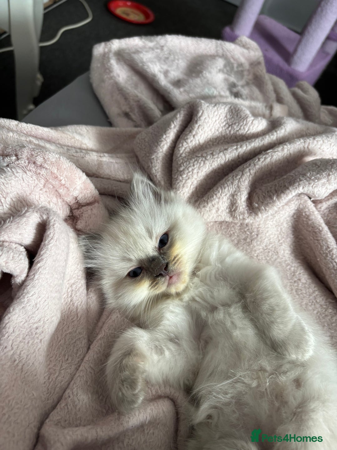 Ragdoll cats for sale: Ragdoll kittens  - Image 23