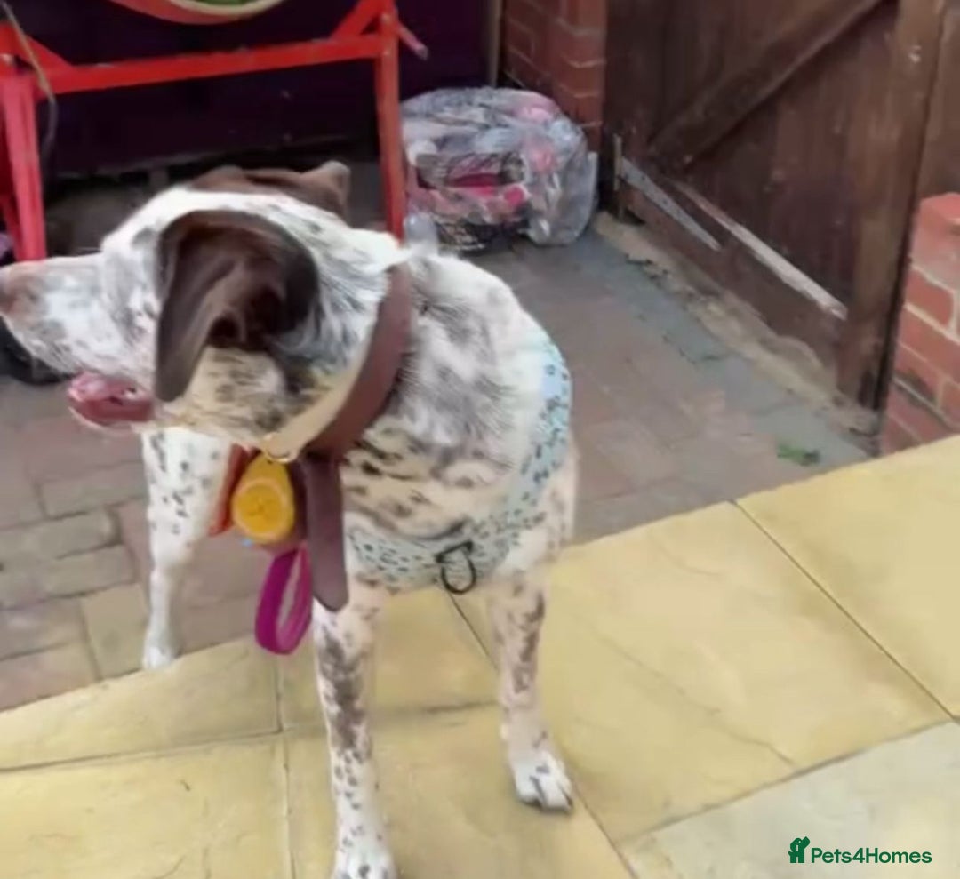 Mixed Breed dogs for sale: Male Dalmatian / husky dog  - Image 6