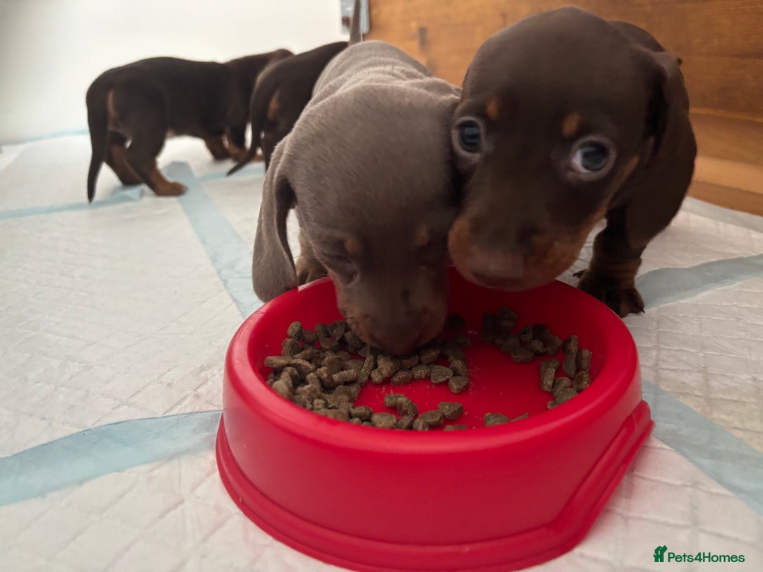 Miniature Dachshund dogs for sale: KC Registered Miniature Dachshund Puppies For Sale - Image 20