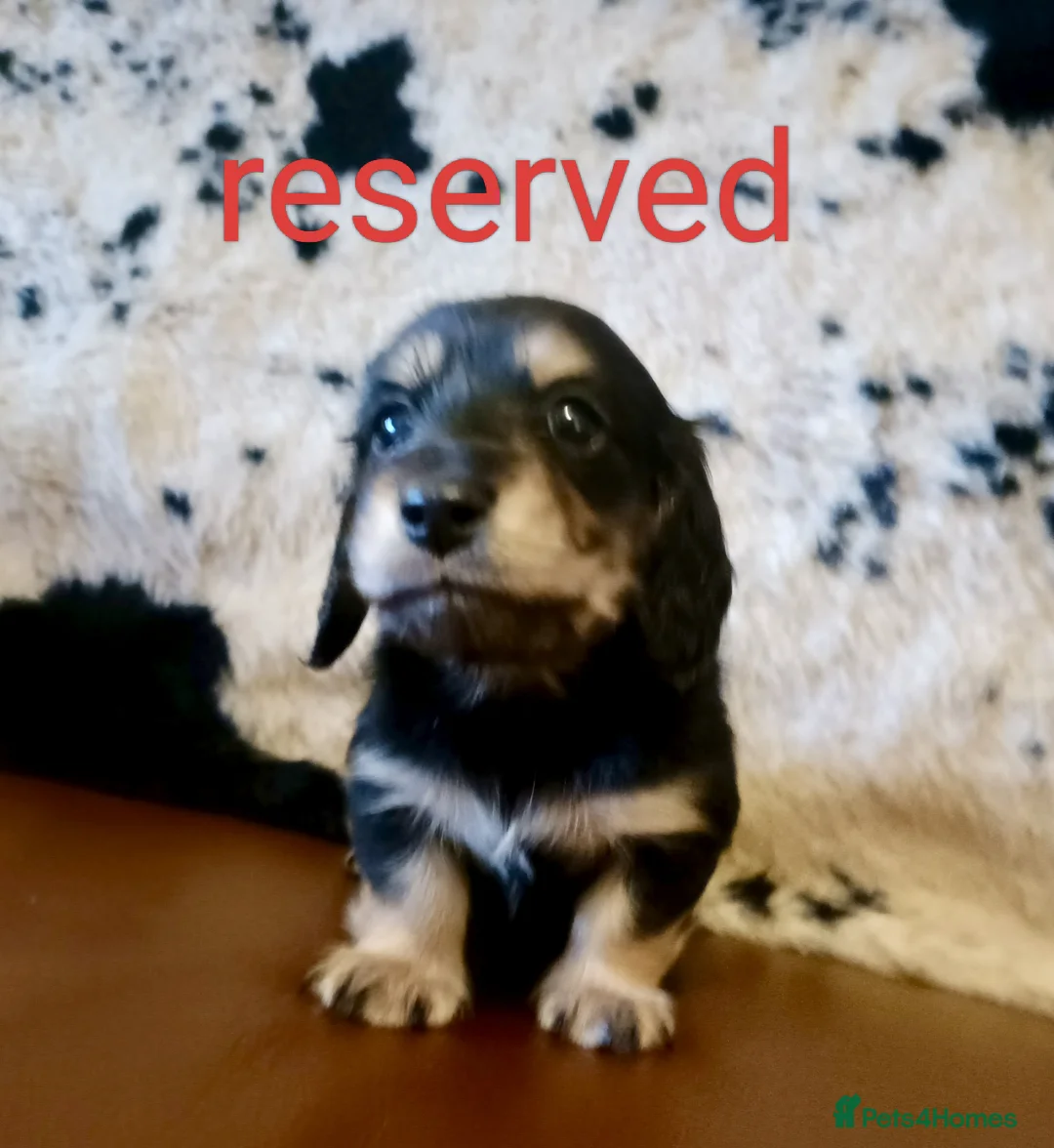 Miniature Dachshund dogs for sale: KC registered mini Longcoat dachshund - Advert 6