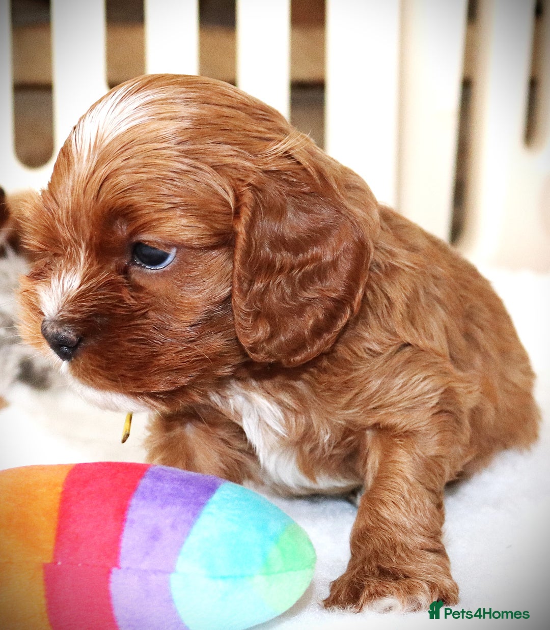Cavapoo dogs for sale: Rare Miniature F1 Cavapoo Quality Puppies - Image 10