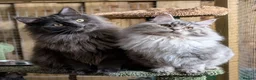 Maine Coon cats for sale: 2 Beautiful Maine Coon Kittens - Advert 12