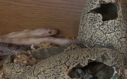 Corn Snake reptiles for sale: Male Albino Cornsnake for Adoption - Image 2