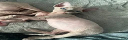 Sphynx cats for sale: Stunning blue sphinx kittens  - Advert 7