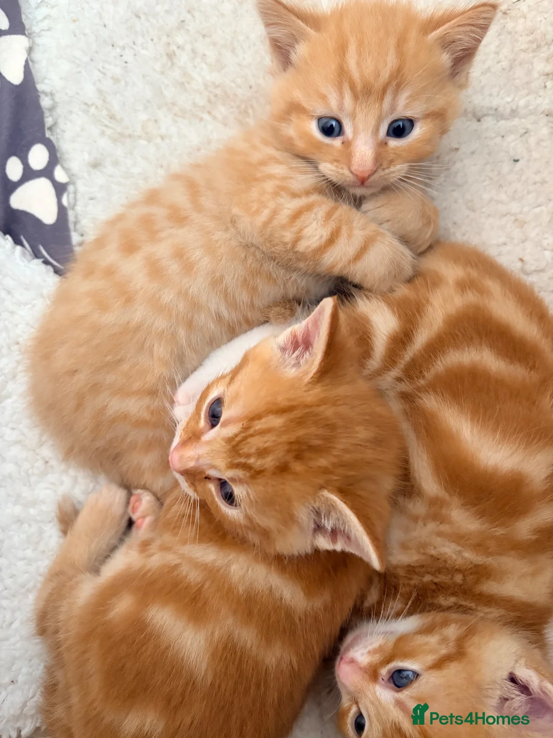 Mixed Breed cats for sale: Beautiful Ginger Kittens  - Advert 2