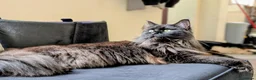 Maine Coon cats for sale: Maine coon sisters  - Advert 5