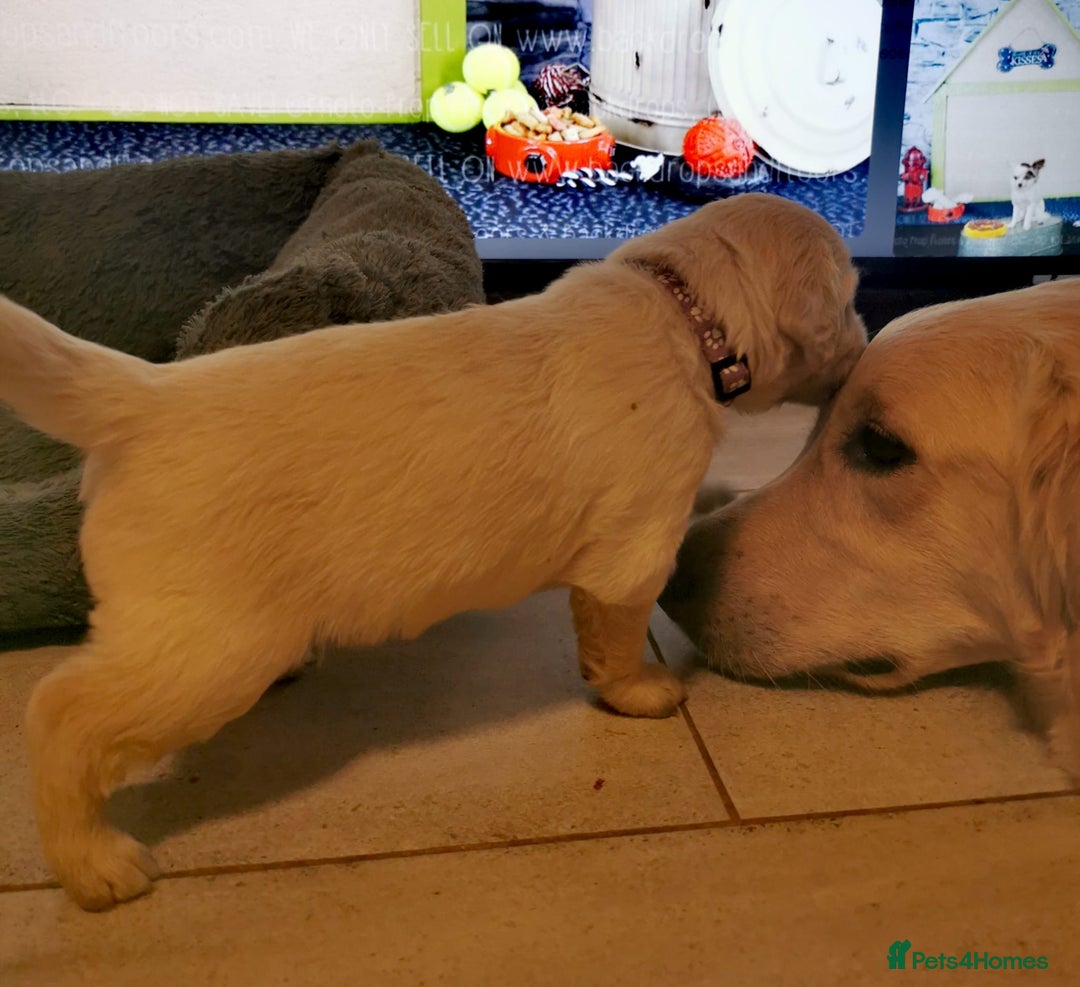 Golden Retriever dogs for sale: Golden Retriever puppies - Image 19