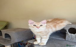 Maine Coon cats for sale: Stunning Maine coon kittens - Image 16