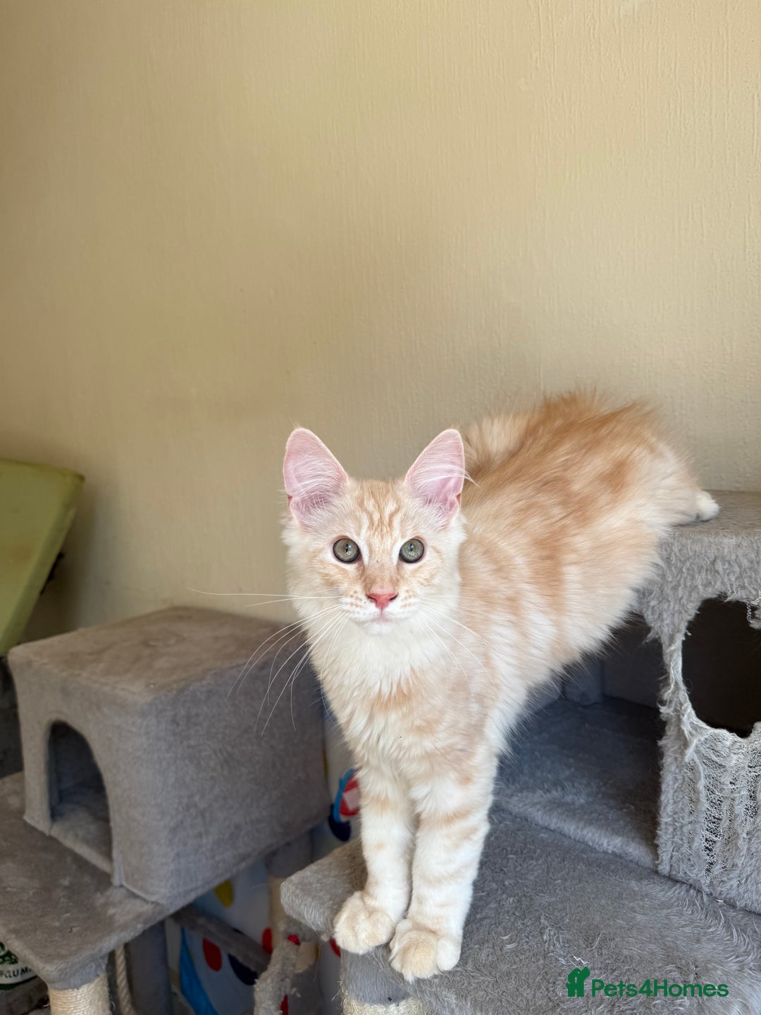 Maine Coon cats for sale: Stunning Maine coon kittens - Image 16