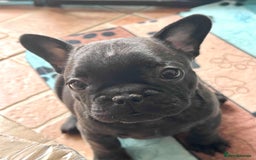 French Bulldog dogs for sale: Home-Reared French Bulldog Puppies – KC Registered - Image 8