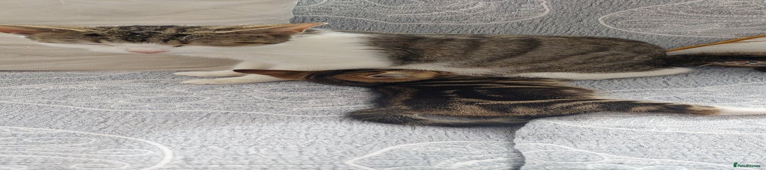 Mixed Breed Kitten 5