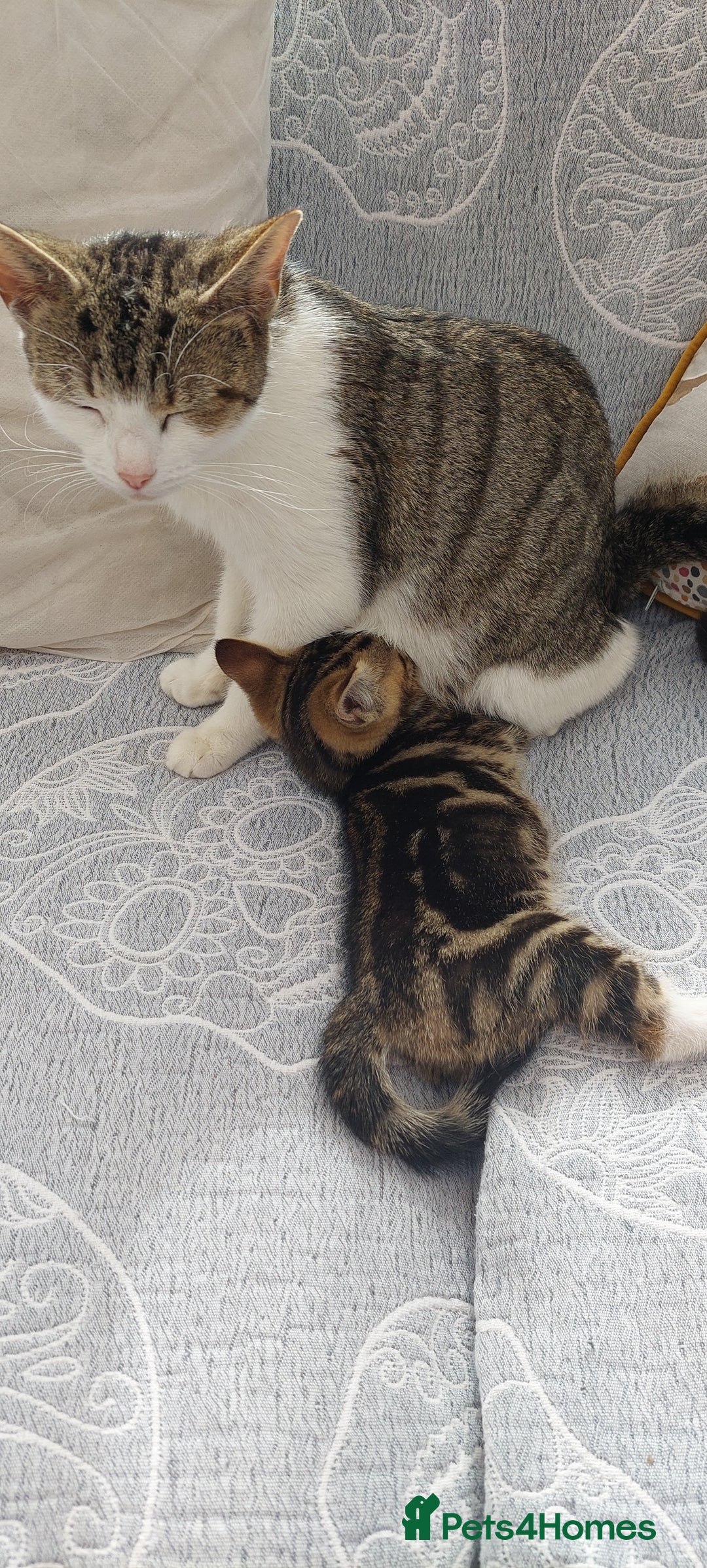 Mixed Breed cats for sale: Bautifull kittens - Image 6