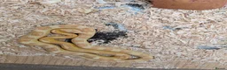 Corn Snake reptiles for sale: Two Corn snakes and enclosures for sale in Glasgow - Advert 4