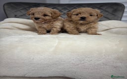 Maltipoo dogs for sale: F1 maltipoo puppies  - Image 12