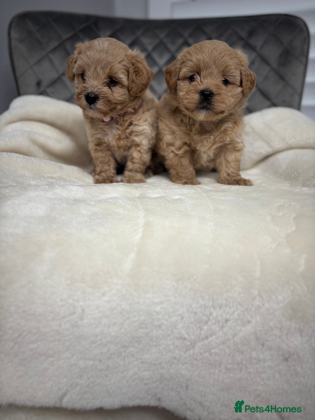 Maltipoo dogs for sale: F1 maltipoo puppies  - Image 12