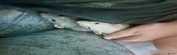 Rat rodents for sale: Female rat FREE please read! - Advert 3