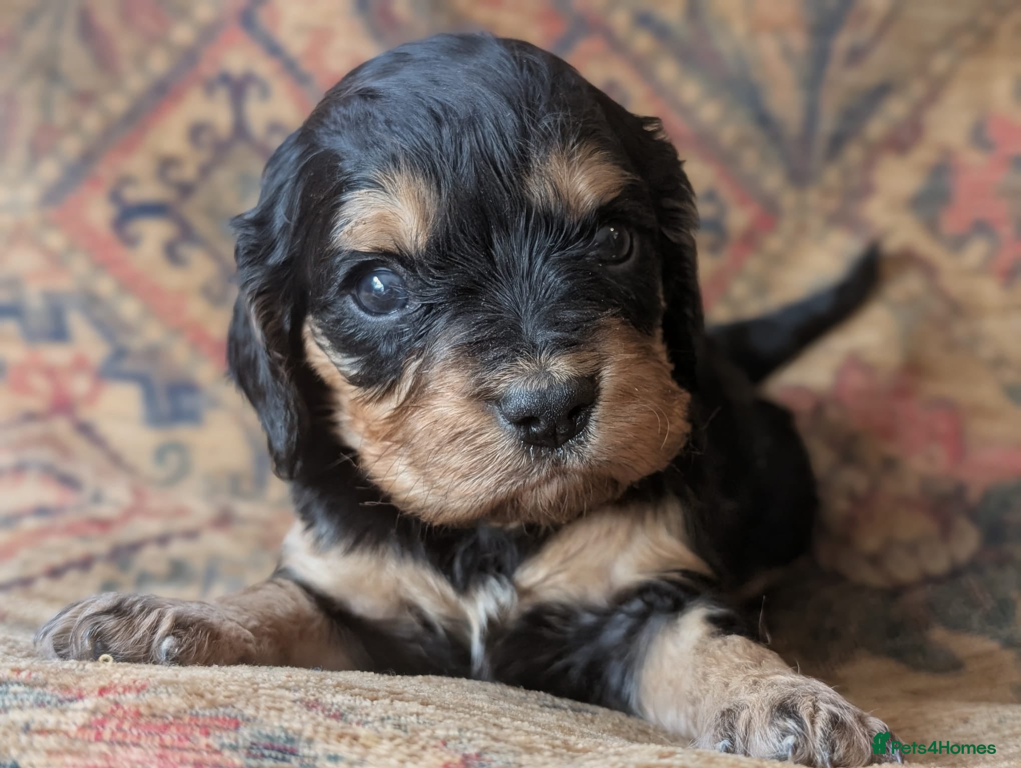Cavapoo dogs Pretty CAVAPOO pups. Health tested parents - Advert 1