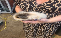 Guinea Pig rodents for sale: 2 beautiful guinea pigs - Image 2
