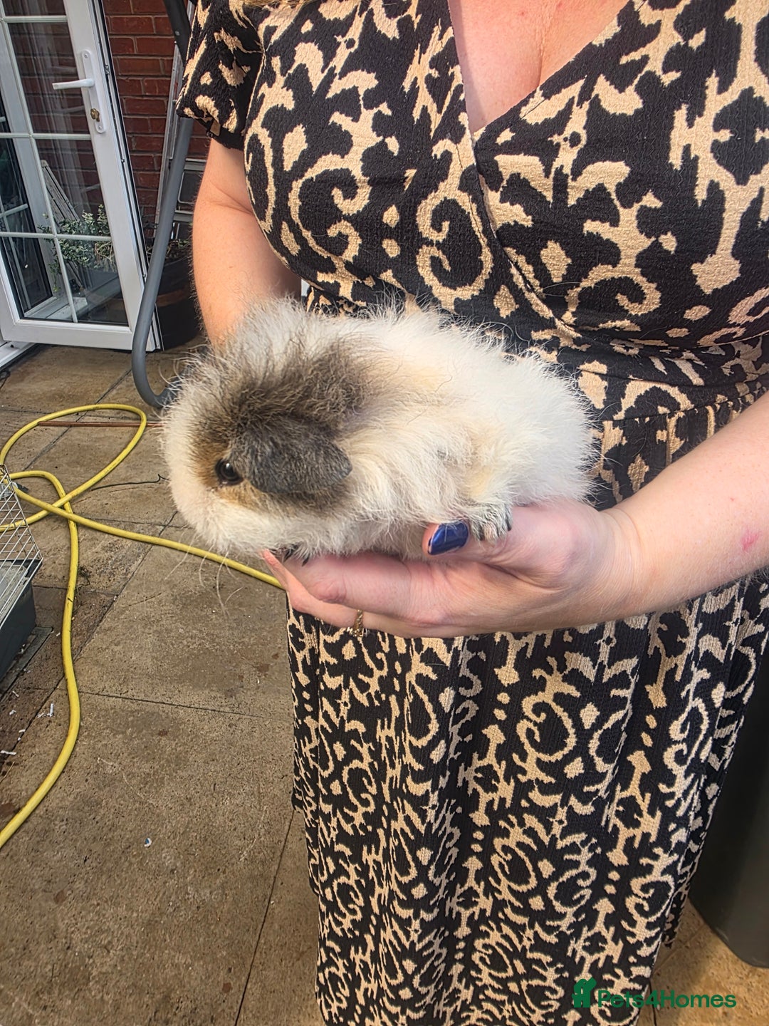 Guinea Pig rodents for sale: 2 beautiful guinea pigs - Image 2