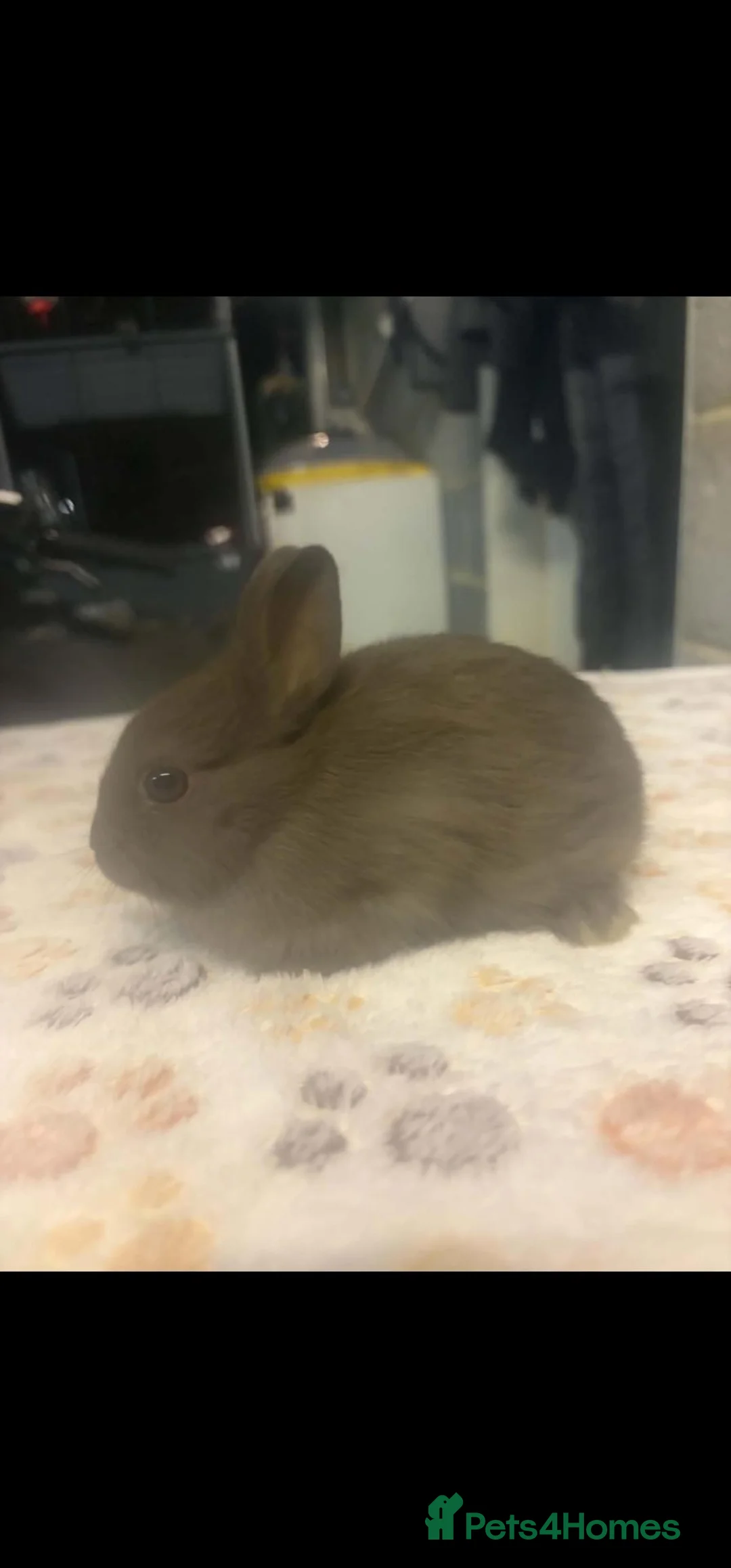 Netherland Dwarf rabbits for sale: Chocolate Netherland Dwarf Doe - Advert 2