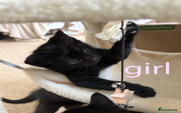 British Shorthair cats for sale: Cute half- short hair kittens for loving home❤️ - Image 4