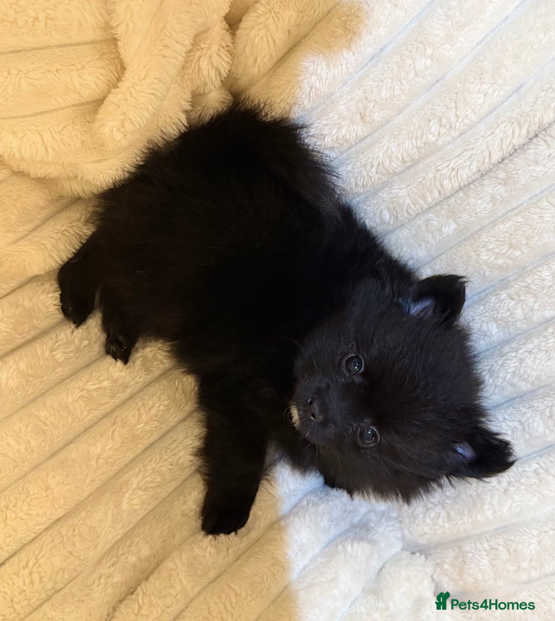 Pomeranian dogs for sale: 🐾 KC Registered Pomeranian Puppies 🐾 - Image 10