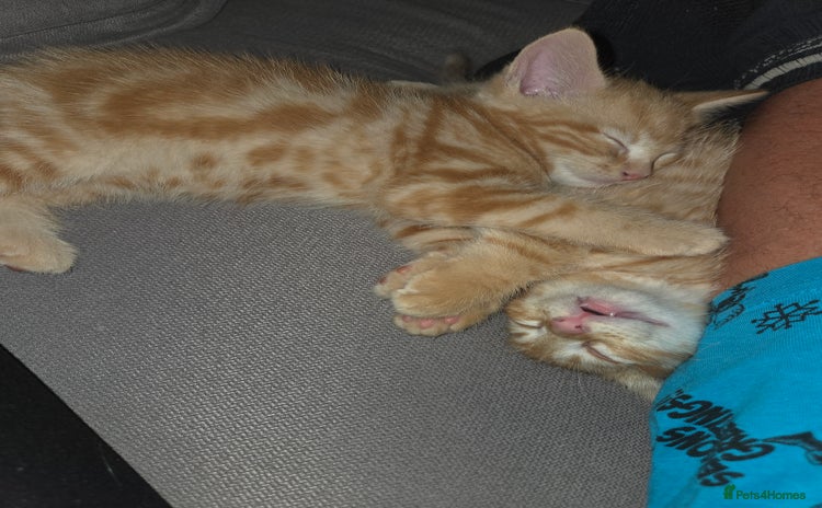 Mixed Breed cats - Advert 1