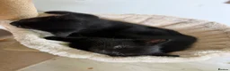 Mixed Breed cats for sale: 5 Beautiful Black Mixed Breed Kittens - Advert 20