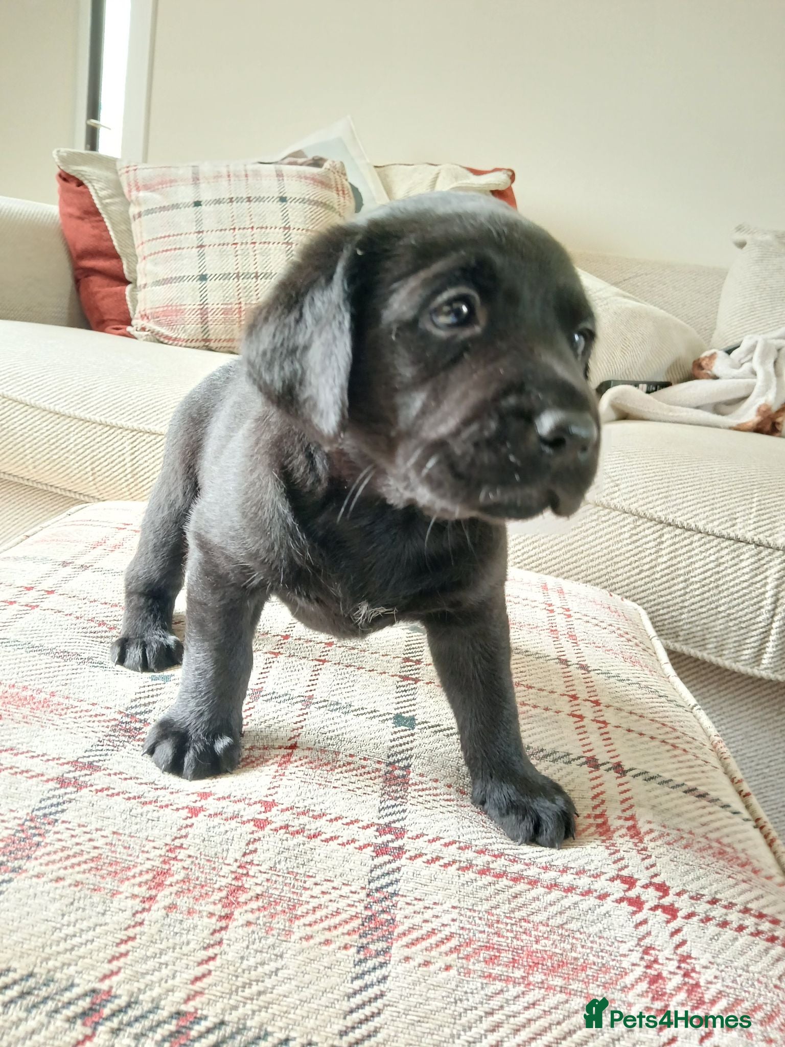 Labrador Retriever dogs K.C Reg Labrador Retriever Puppies for sale - Advert 9