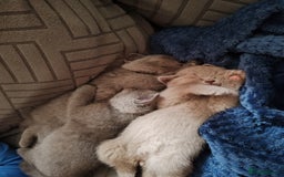 British Shorthair cats for sale: British short hair  - Image 7