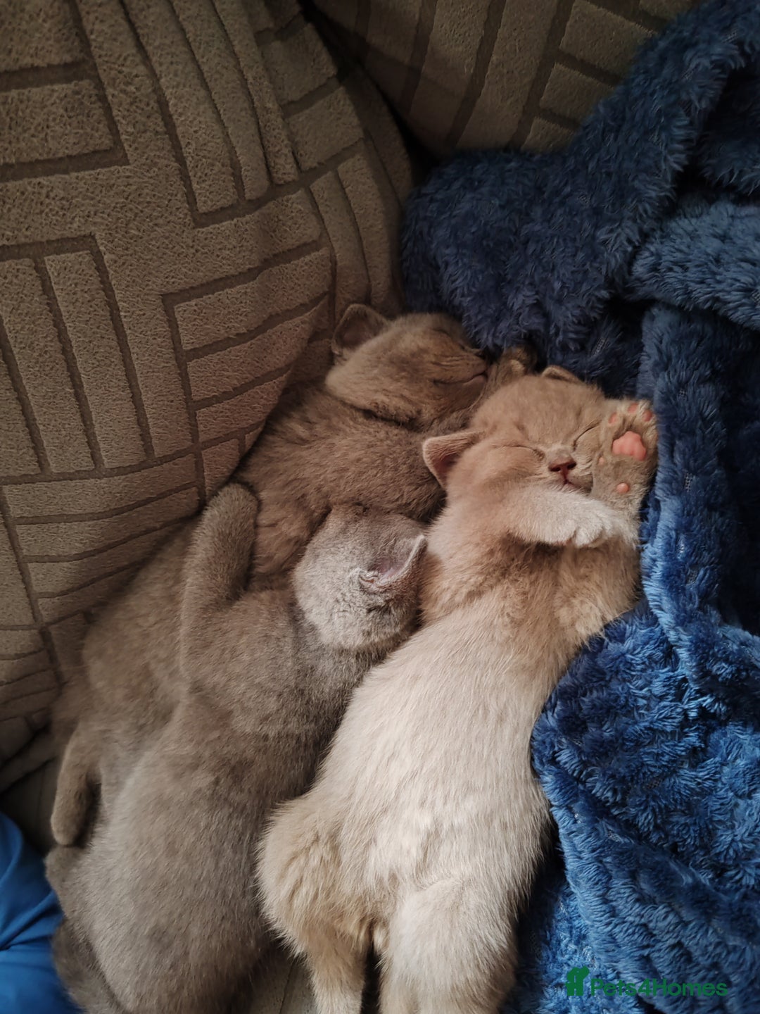 British Shorthair cats for sale: British short hair  - Image 7