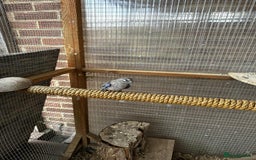 Parakeets birds for sale: Bourkes for sale  - Image 4