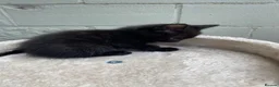 Mixed Breed cats for sale: Beautiful Kittens - Ready Now - Advert 14