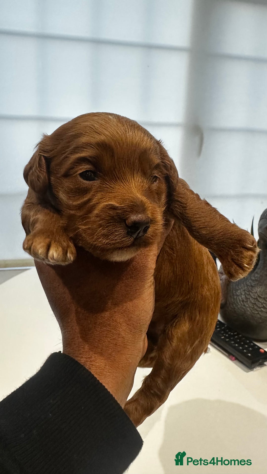 Cockapoo dogs for sale: F1b cockapoo girls for sale.  - Advert 10