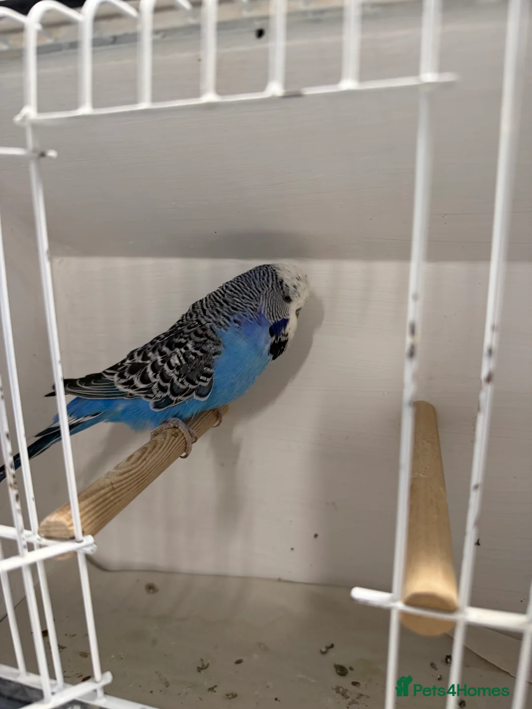 Budgerigars birds for sale: English budgies - Advert 3