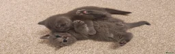 British Shorthair cats for sale: ✨British Shorthair Kittens Ready for Loving Home!✨ - Advert 10