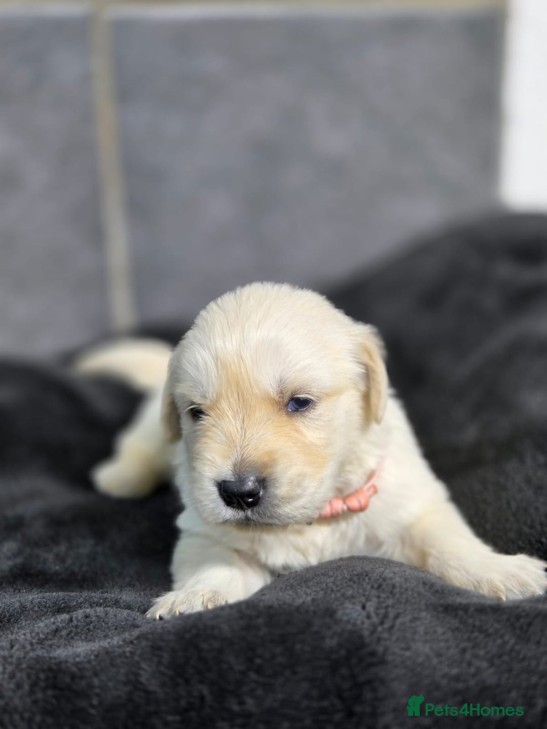 Golden Retriever dogs for sale: Gorgeous kc reg golden retrievers  - Advert 9