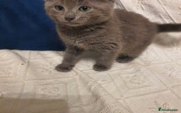 Russian Blue cats for sale: 6 pure grey kittens  - Image 11