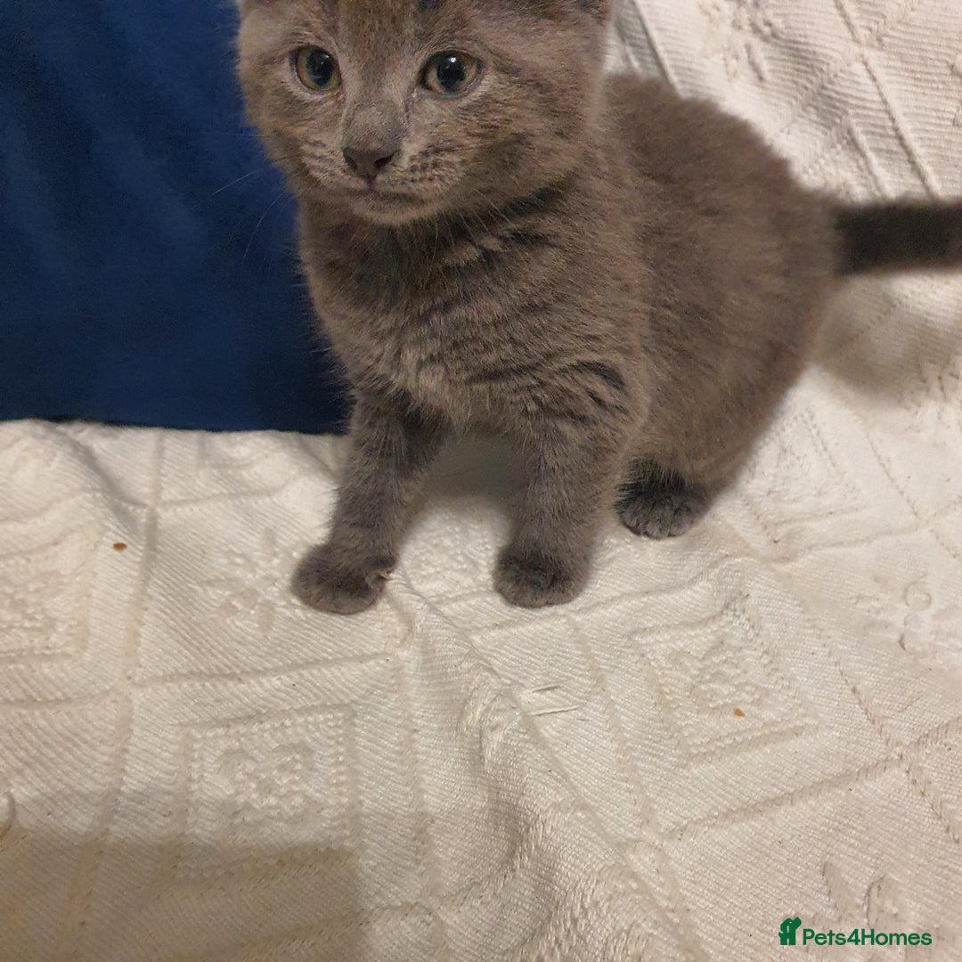 Russian Blue cats for sale: 6 pure grey kittens  - Image 11