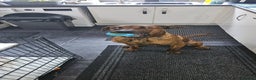 Mixed Breed dogs for sale: Dutch shepherd cross doberman  - Advert 2