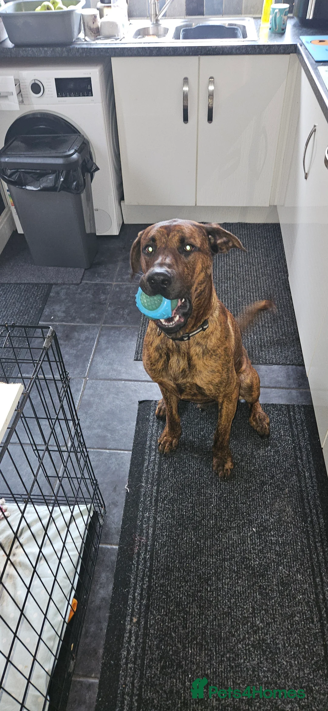 Mixed Breed dogs for sale: Dutch shepherd cross doberman  - Advert 5