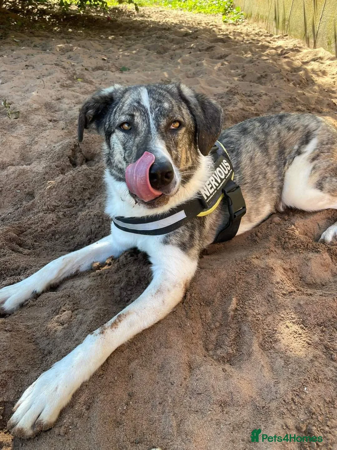 Mixed Breed dogs for adoption: Meet Kane, currently residing in Cheshire  in Nantwich - Advert 12