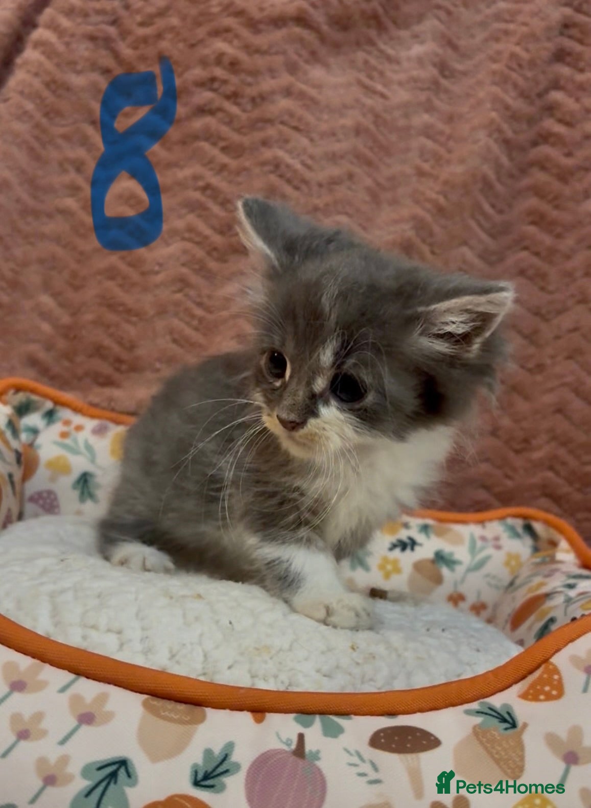 Mixed Breed cats for sale: 8 beautiful kittens ready for loving homes  - Advert 34