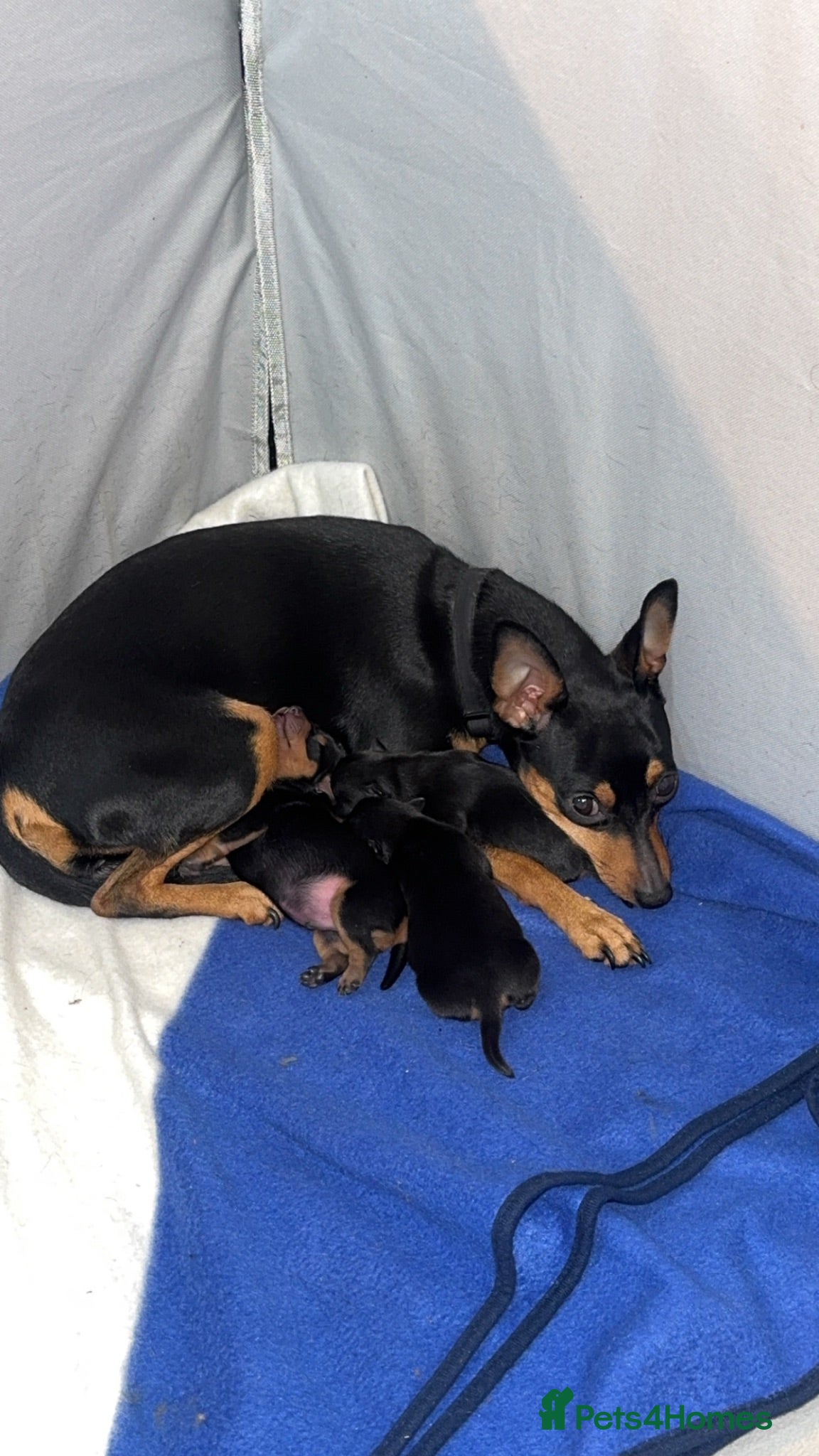 Miniature Pinscher dogs BEAUTIFUL MINIATURE PINSCHER PUPPIES - Advert 1