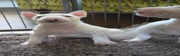 Bull Terrier dogs for sale: Outstanding Quality Bull Terrier Puppies - Advert 2