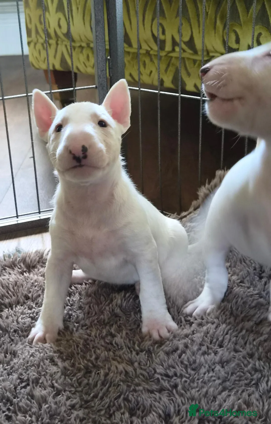 Bull Terrier dogs for sale: Outstanding Quality Bull Terrier Puppies - Advert 2