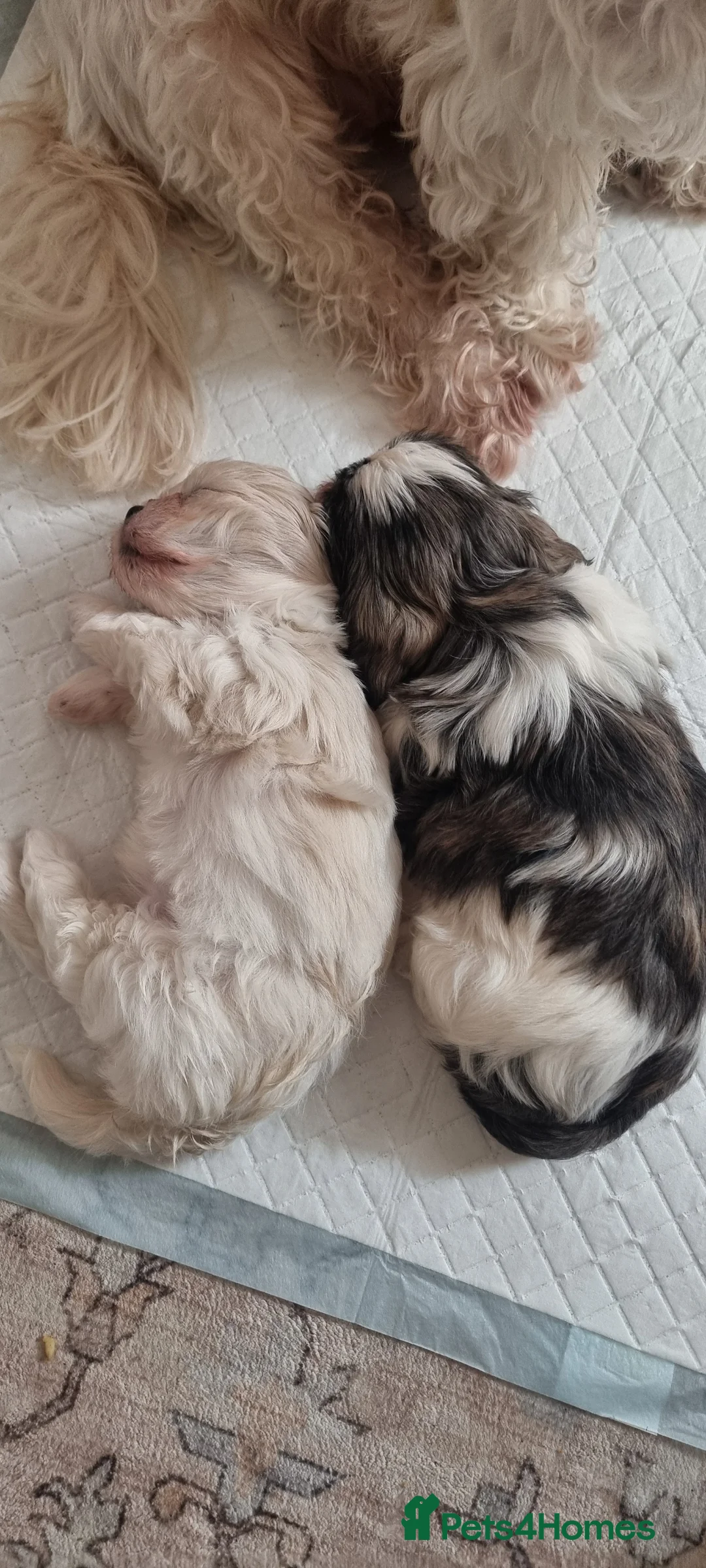 Shih Tzu dogs for sale: Twin girls available  - Advert 11